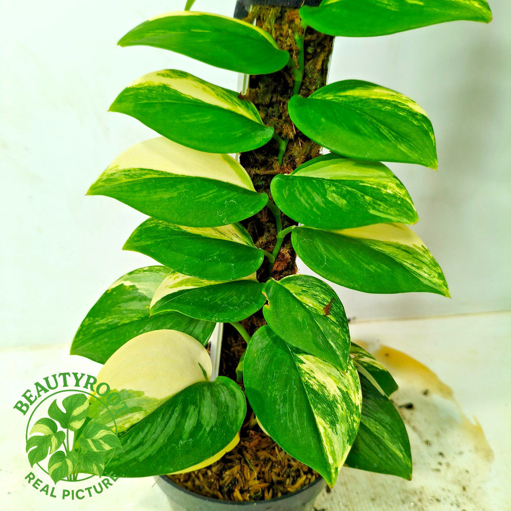 Real Picture Scindapsus Rubicon Variegated