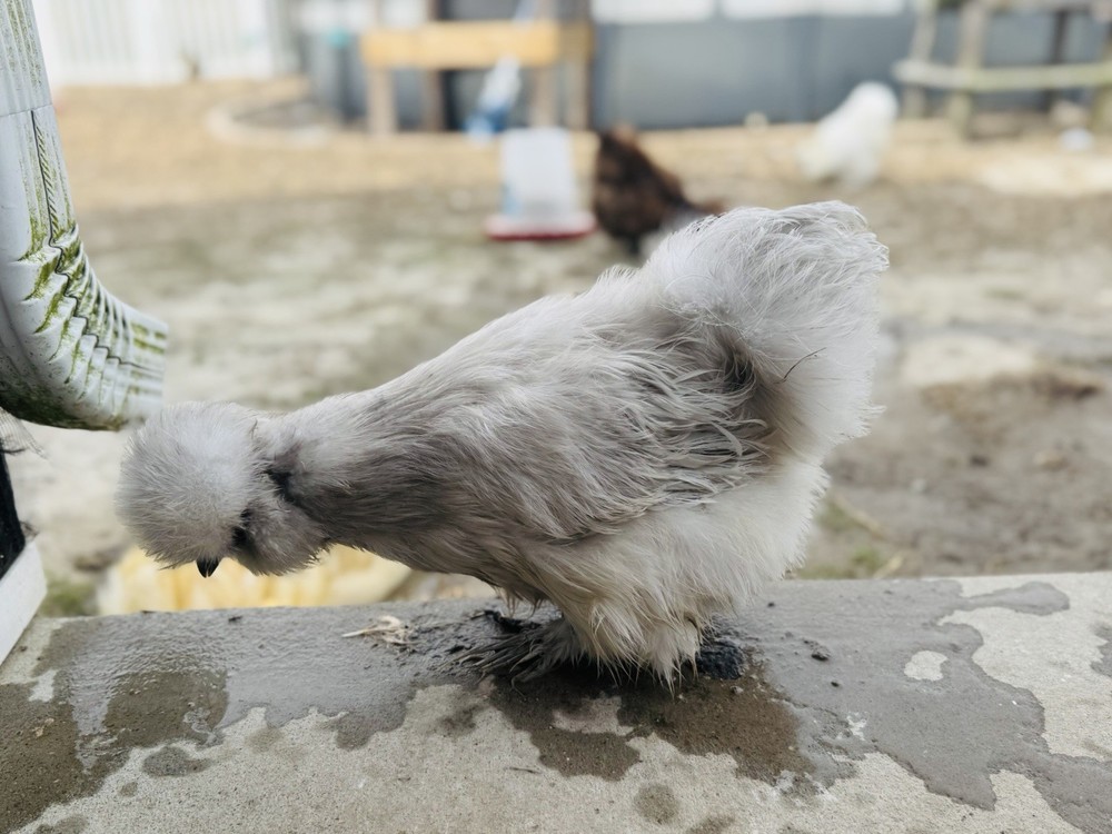 Silkie Chicken Hatching Eggs Assorted Colors