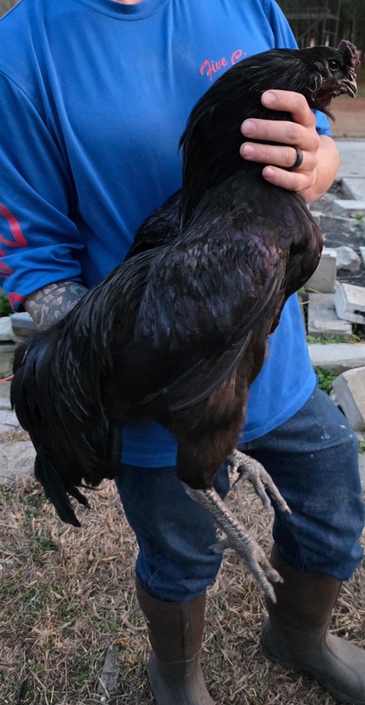 Brugse Vechter 100% PURE Hatching Eggs 12+ Hatching