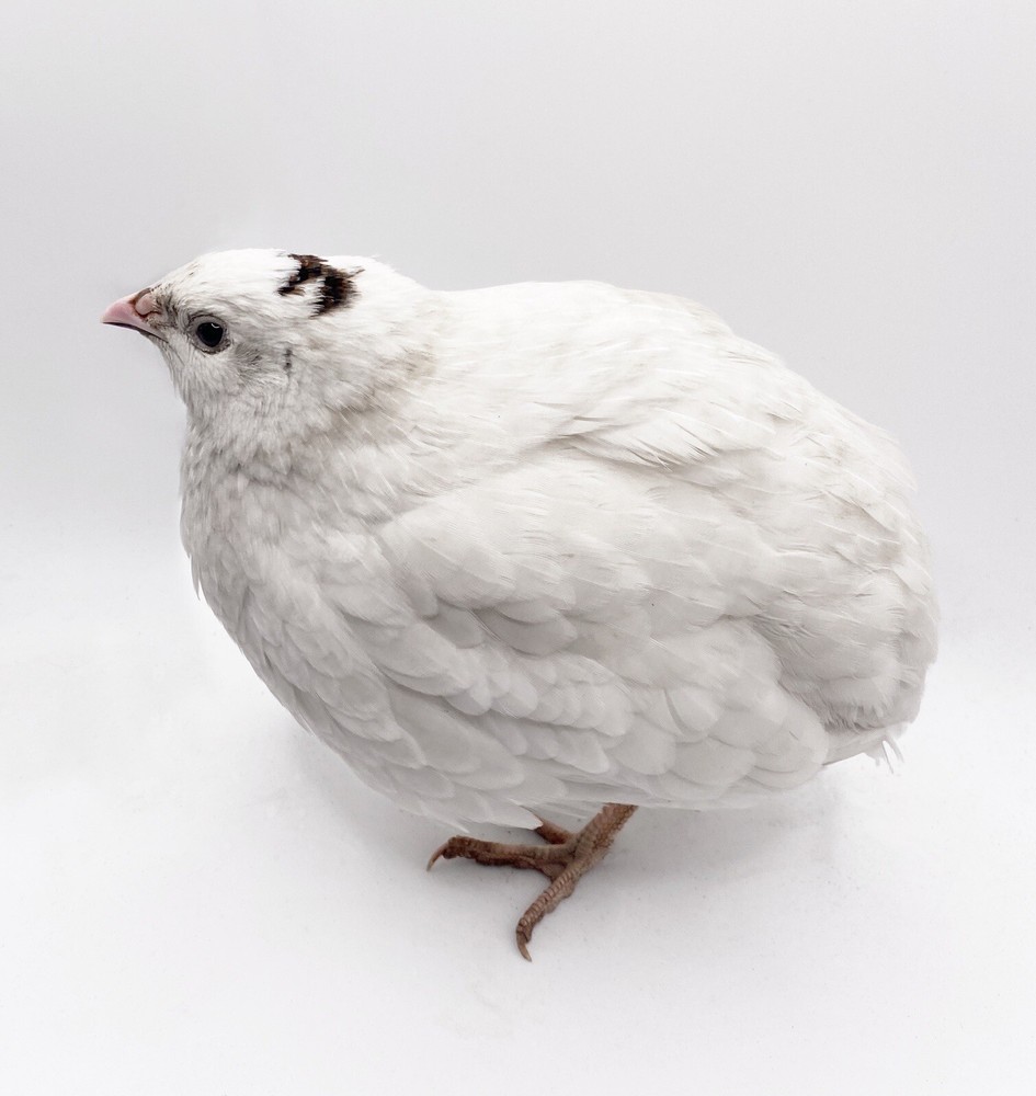 15+ Celadon Coturnix Quail Hatching Eggs - Standard Size