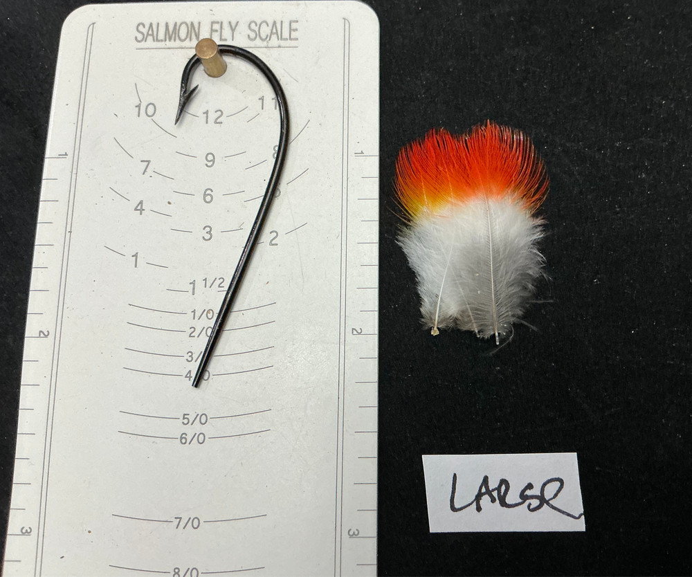 Flame Rumped Tanager feathers