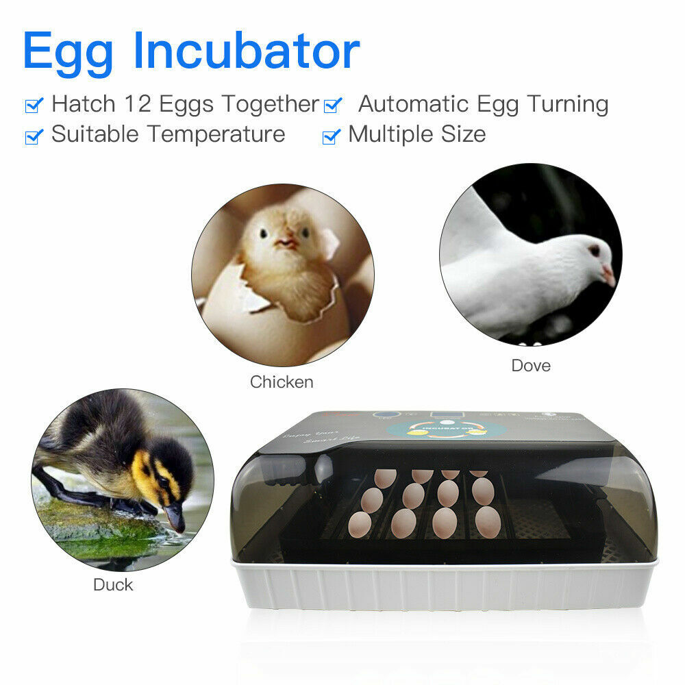 12 Eggs Mini Visual Egg Incubator Digital Egg Incubator w/Automatic Turning