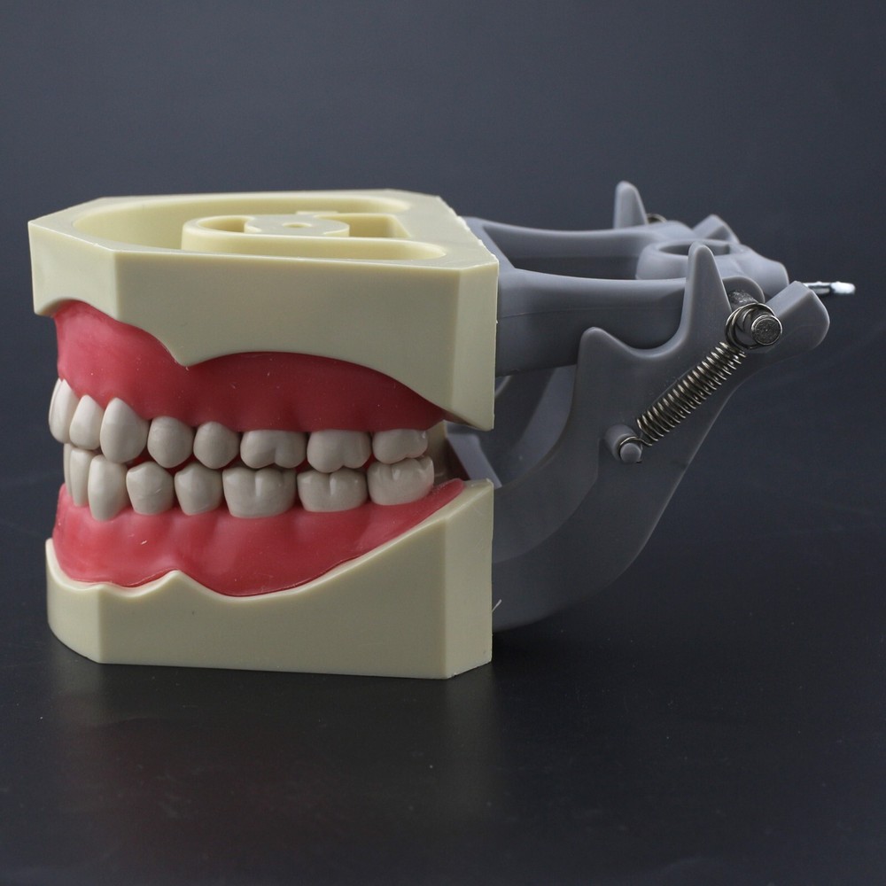US Columbia Dentoform 860 Type Dental Typodont Model 32pcs Removable Teeth Exam