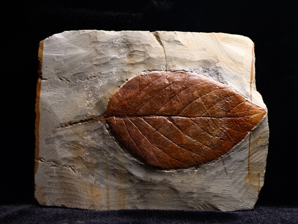 Unusual Leaf Fossil, Glendive, MT