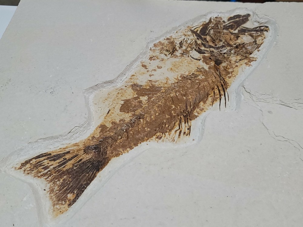 Huge Beautiful Fossil Fish Mioplosis