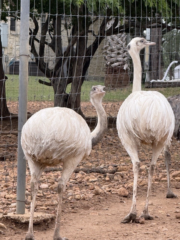 Rhea Feathers FREE SHIPPING