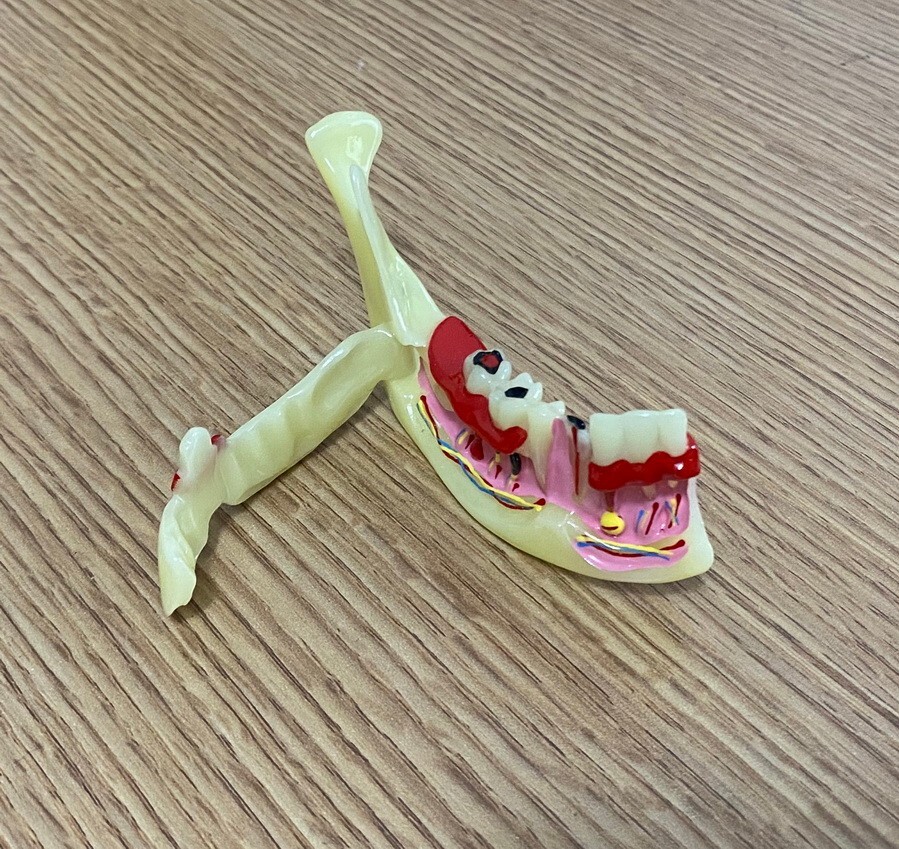 Dental Mandibular Tissue Teeth Anatomical Model Patient Teach Study Model