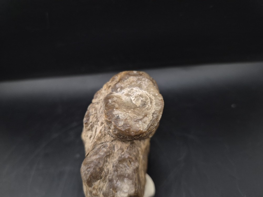 Egg Fossil Reptile 🦎 Permineralized