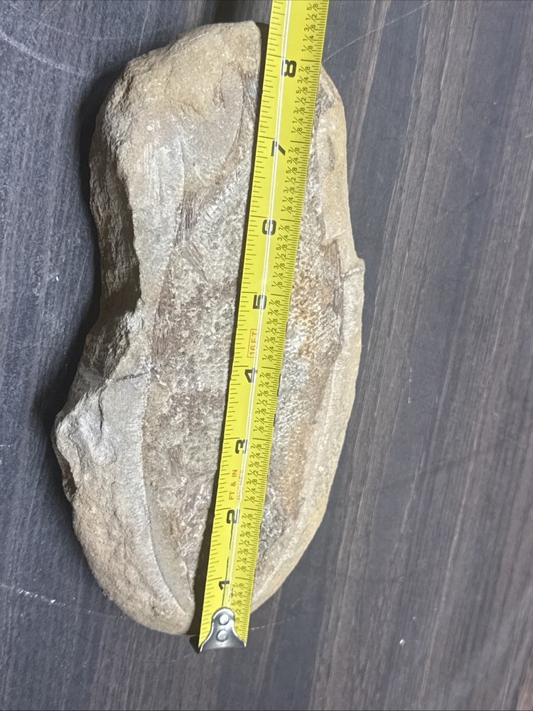 Unique Flounder Type Flat Fish Fossil Specimen