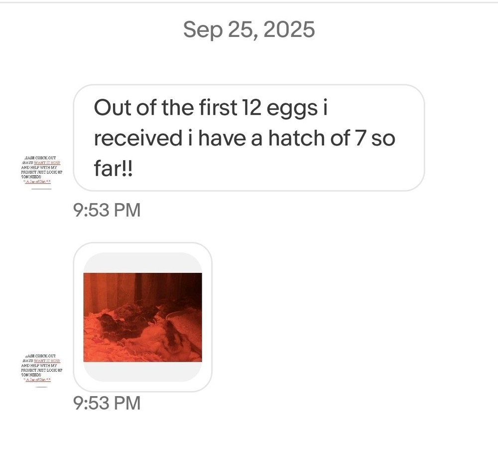 6+ Eggs Indian Runner & Campbell fertilized duck eggs