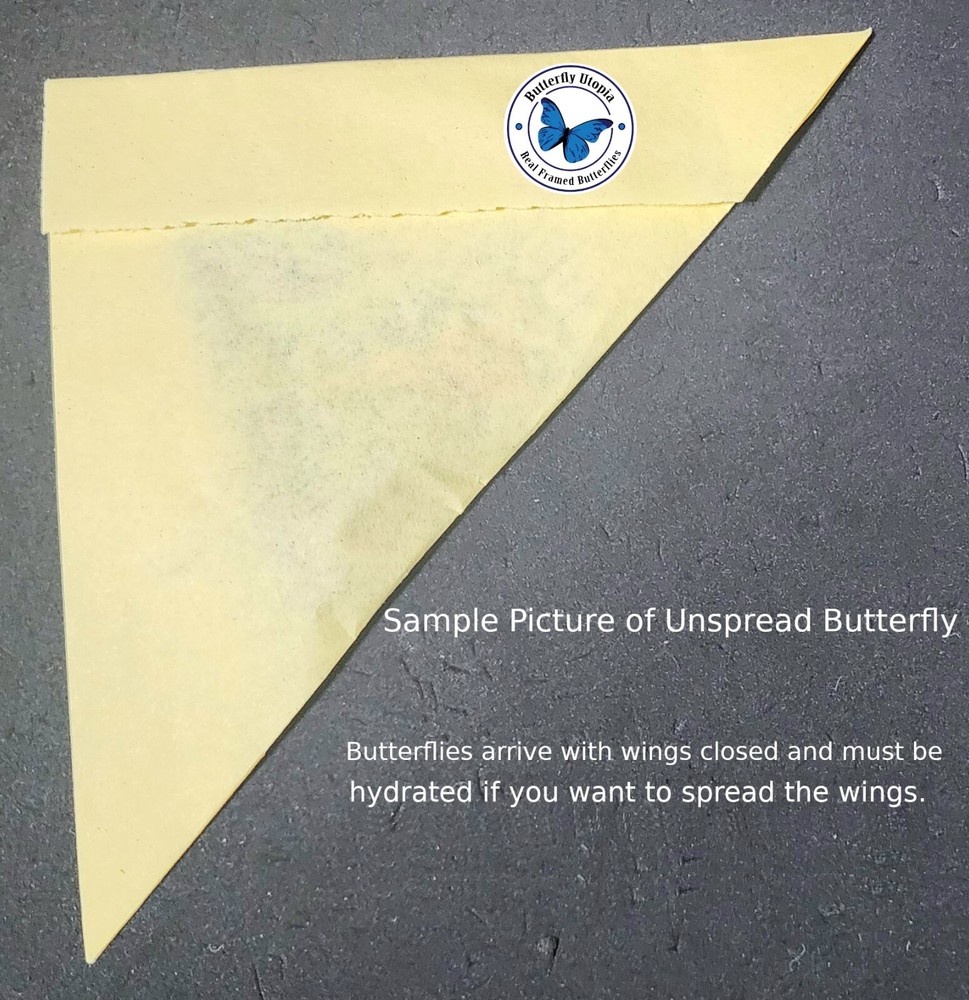 Panacea prola red butterfly - Unspread, wing closed, dried papered