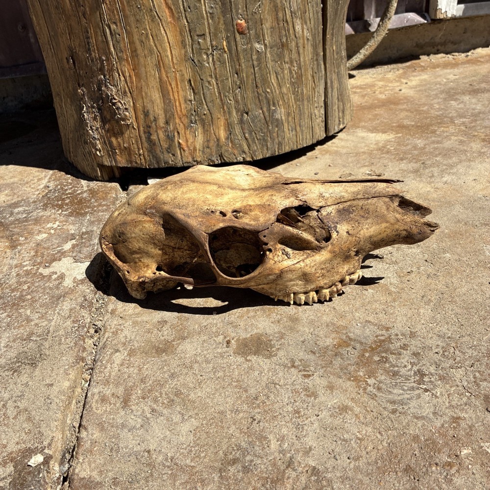 Mule Deer Skull Large Animal Doe Mule Deer