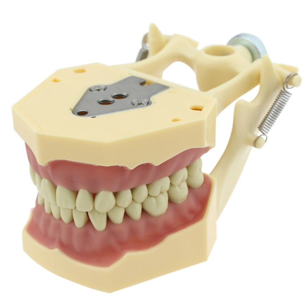 Dental Typodont Model 32pc Removable Marked Teeth M8014-2 Frasaco AG3 Mount Pole