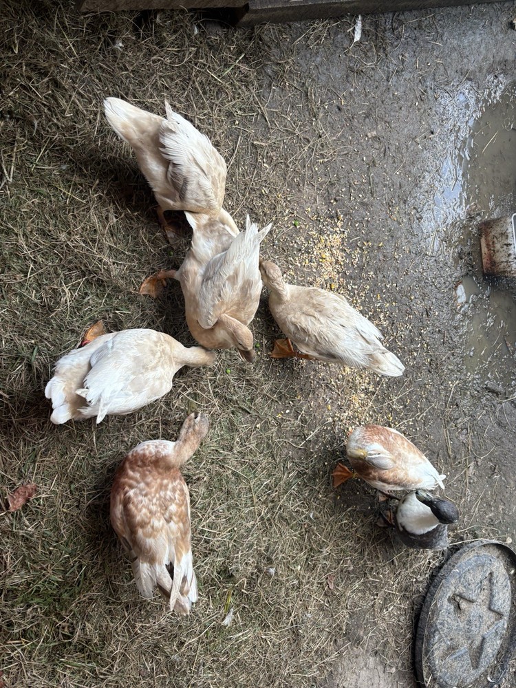 12 Pure Butterscotch Call duck hatching eggs