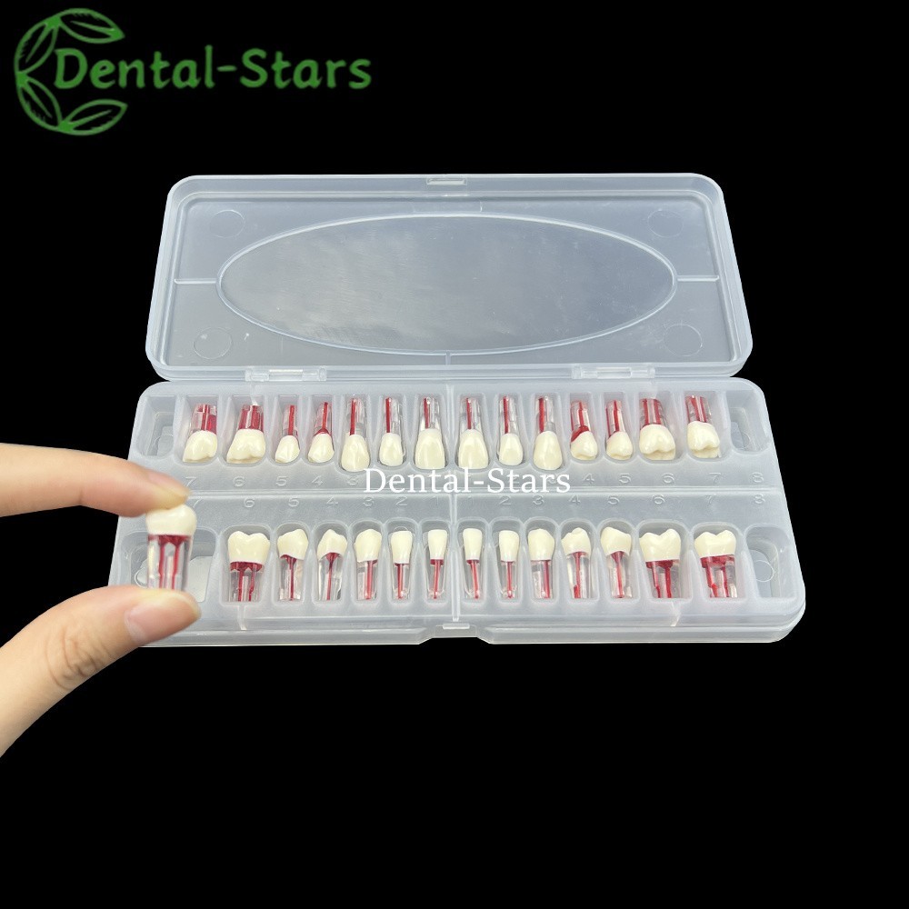 28Pcs Dental Endo Root Canal Block Training Teeth Model RCT Pulp Cavity Practice