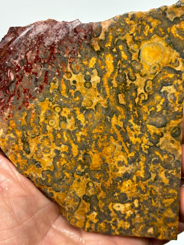 Large Orbicular Leopard Skin Jasper Slab Lapidary Cabbing Combo Ship Avail