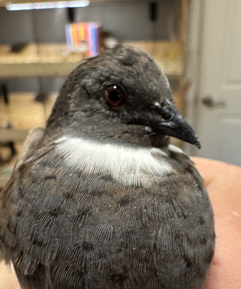 40 Button Quail Hatching Eggs Multiple Colors