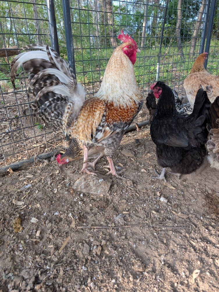 Assorted Chicken Hatching Eggs, Mixed Color, Rainbow basket eggs .