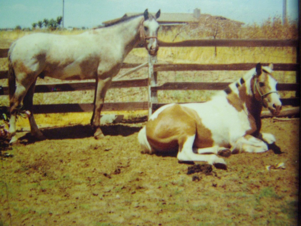 Gopher Heaven ,Gopher , Mole , Prairie dog,Voles underground all rodent control