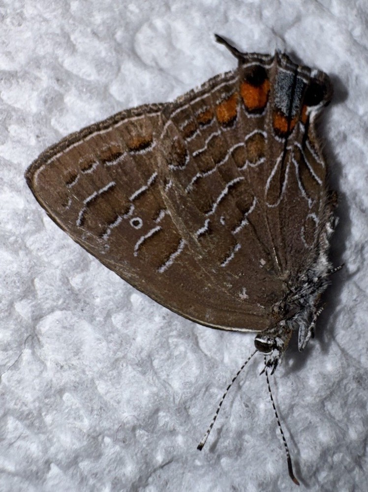 JS - STRIPED HAIRSTREAK - Satyrium liparops 3