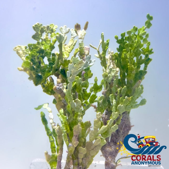 Halimeda Macroalgae Bush