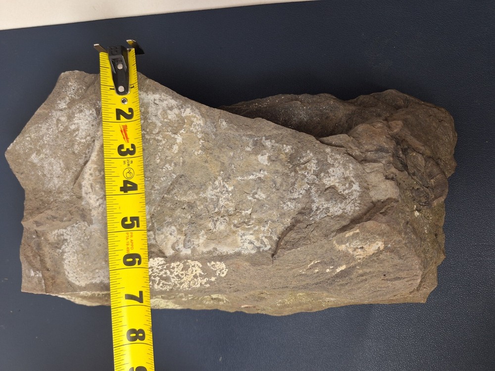 Calamite Stem Lepidodendron Paliozoic Devonian Carboniferous Virginia