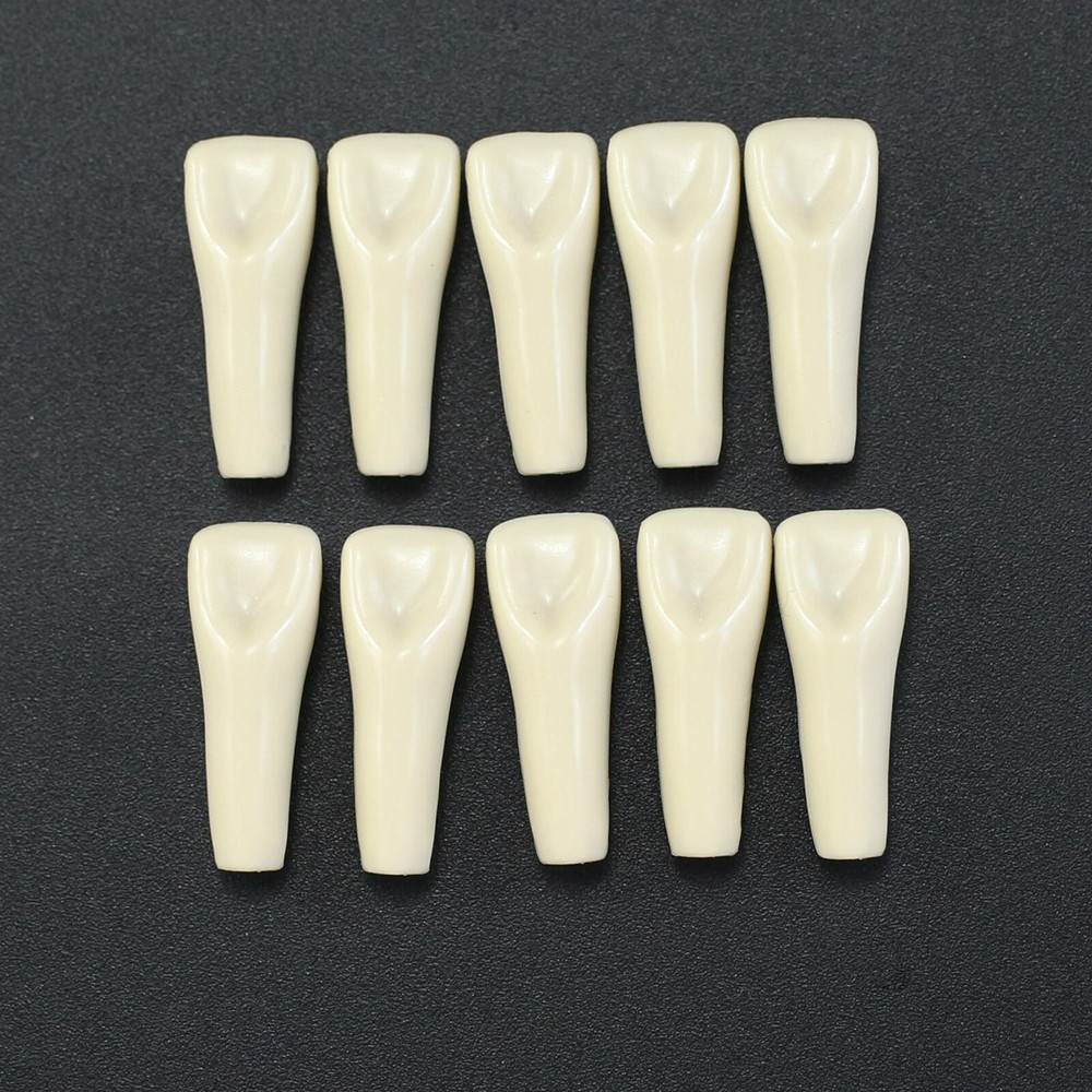 Dental Typodont Teeth Model Columbia 860 Dentoform Removeable UR UL LL LR Teeth