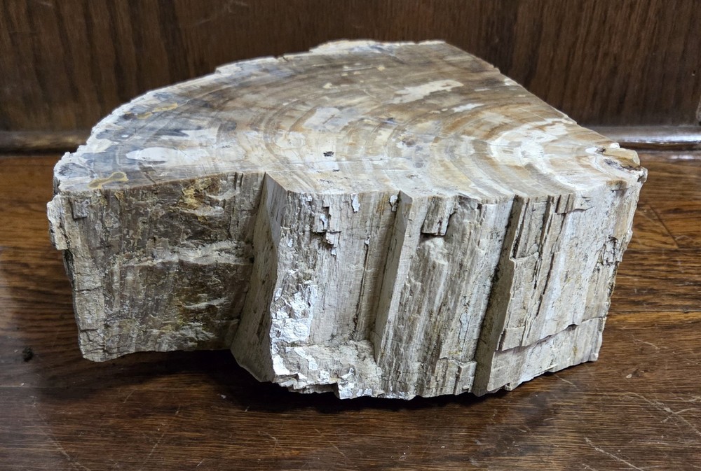 14+ Pounds Petrified Wood