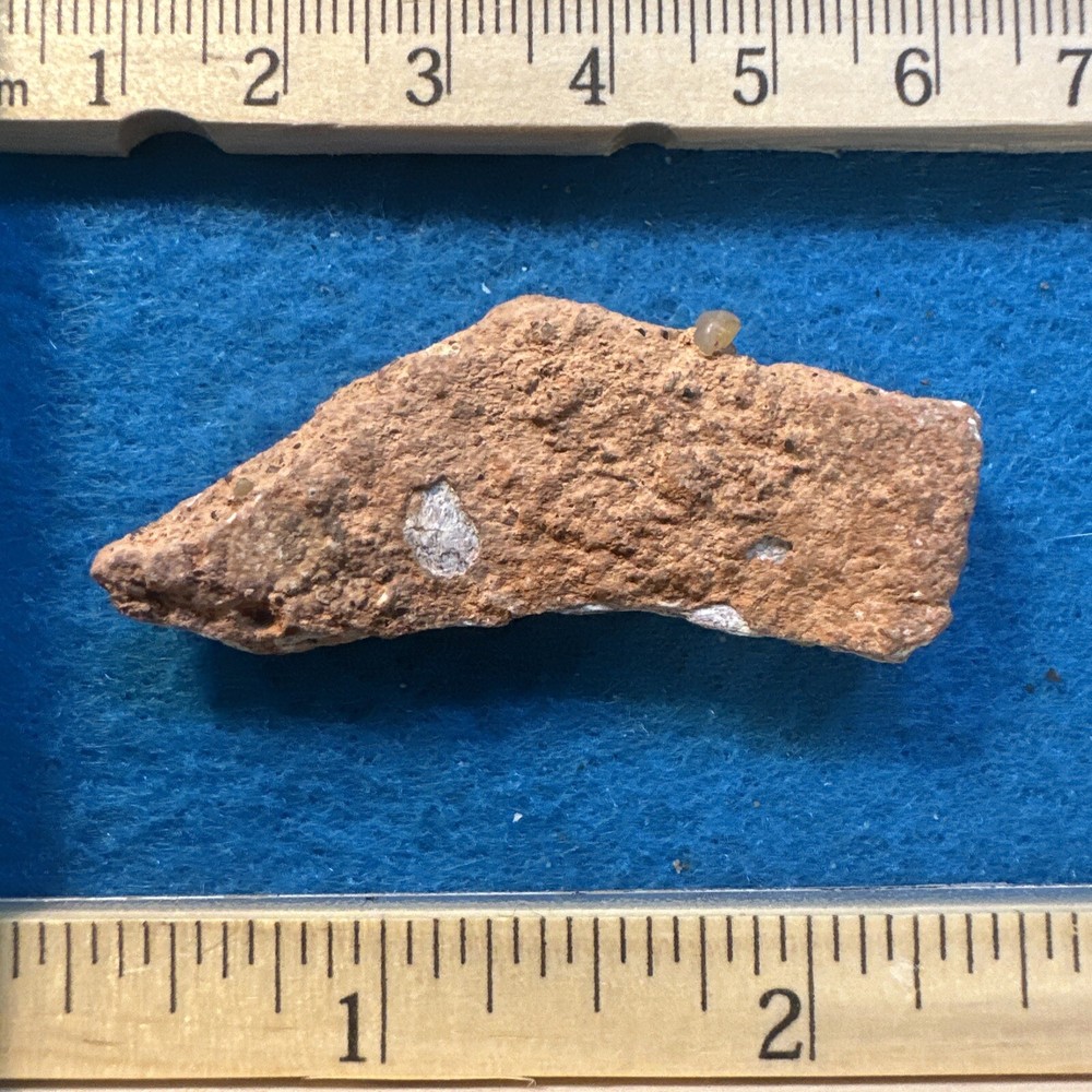 Spinosaurus Extinct Dinosaur Bone Fossil in Display Case