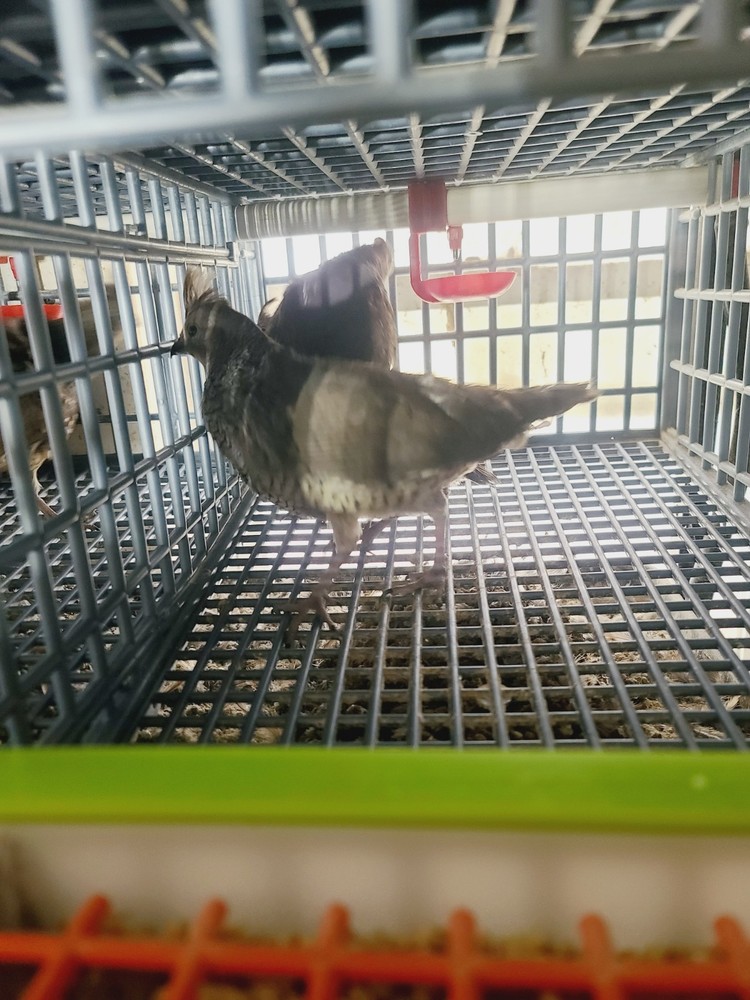 25 Blue Scale Quail Hatching Eggs