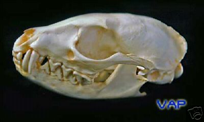 Genet  Skull REPLICA
