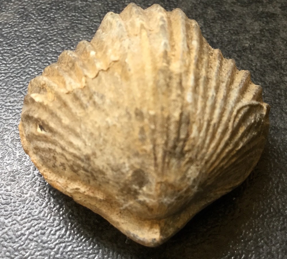 Fossil of a Shellfish 33cm long