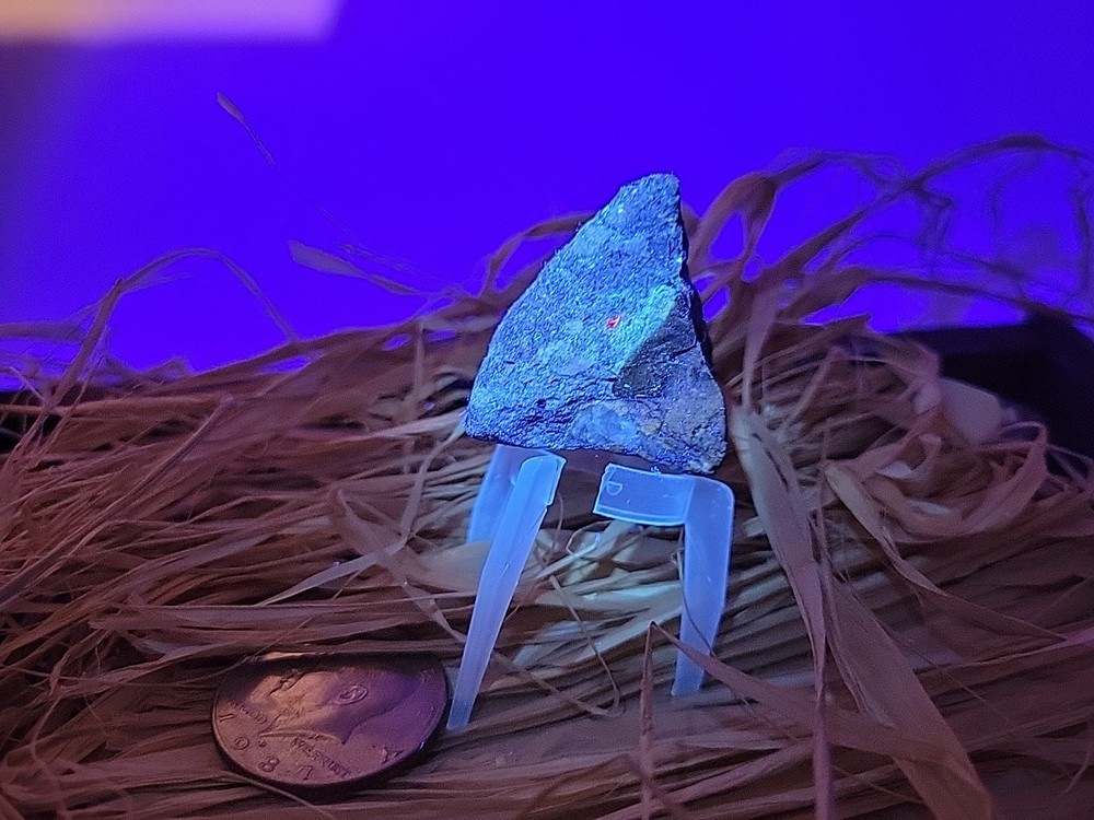 Permineralized Claw Fossil Super Rare