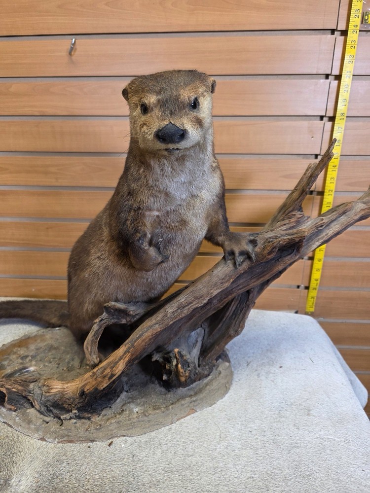 Otter taxidermy mount