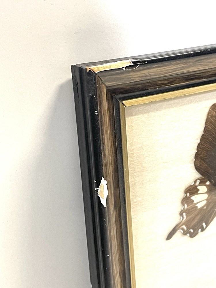 Vintage Butterfly Specimens Framed