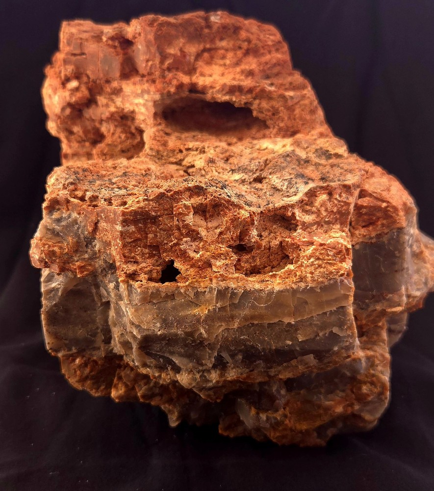 Az Rainbow Petrified Wood
