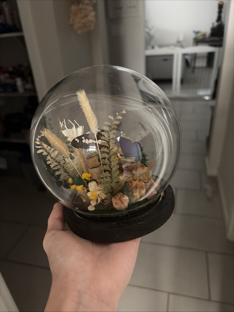 Vintage Collectable Butterfly Display