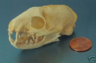Mongoose Skull REPLICA