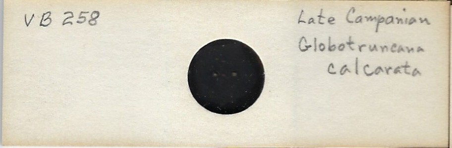 Foraminifera Globotruncana calcarata Microfossil Microscope Slide