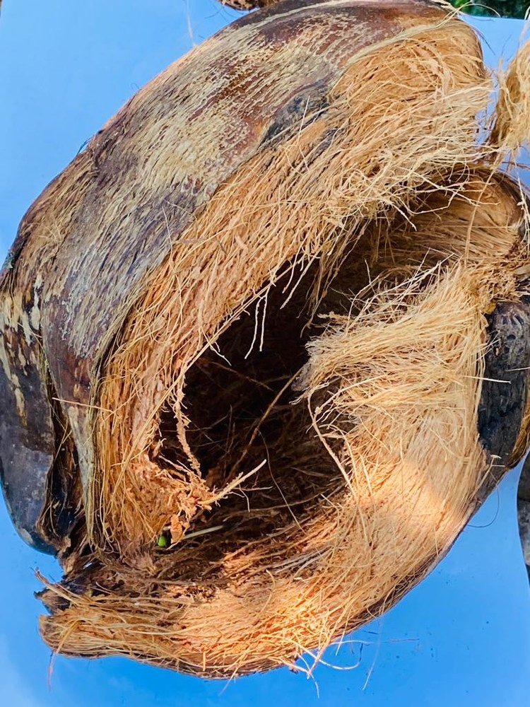 Ceylon Srilankan Coconut Husk With Outer Bark 450g Free Shipping