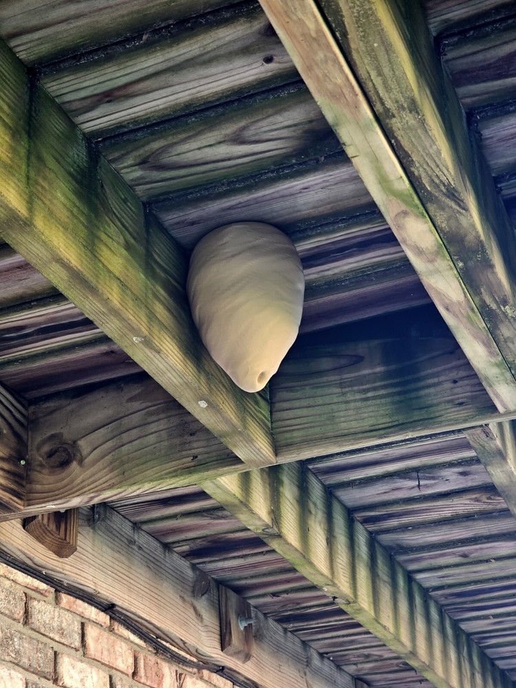 Wilbur’s Finest Decoy Wasp Hornet Nest