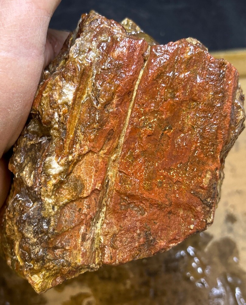 petrified wood Full Round