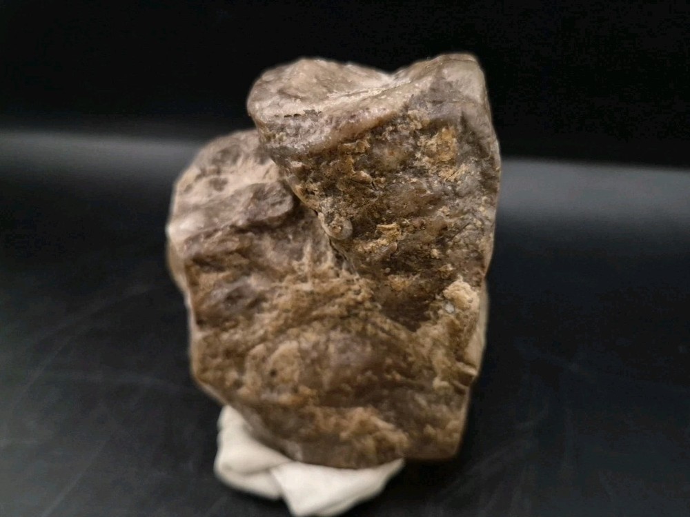 Egg Fossil Reptile 🦎 Permineralized
