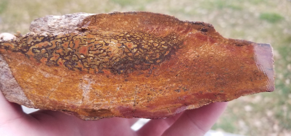 Agatized Dinosaur Gem Bone Rainbow Multicolor Roughcut 584g Specimen Cab Lap