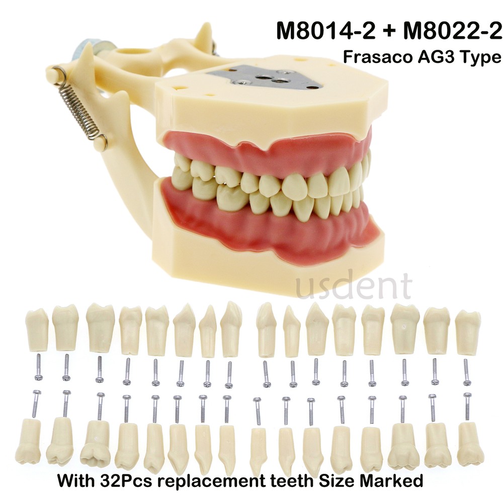 M8014-2 Frasaco AG3 Type Dental Restorative Typodont Model 32Pcs Removable Teeth