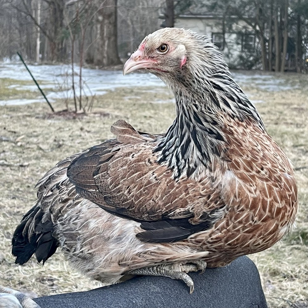 BRUGES 100% PURE TYPE ( 12 ) HATCHING EGGS