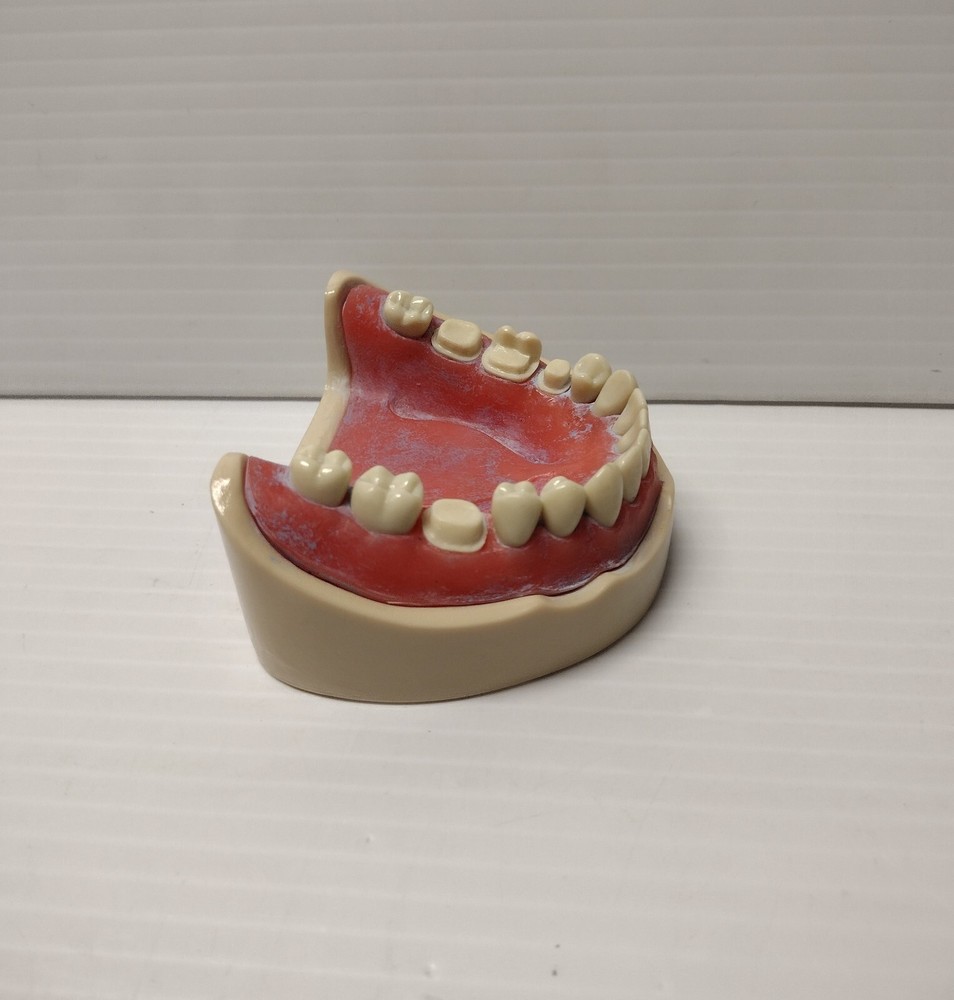 Columbia Dentoform Typodent Lower Artificial Fake Denture For Training Purposes