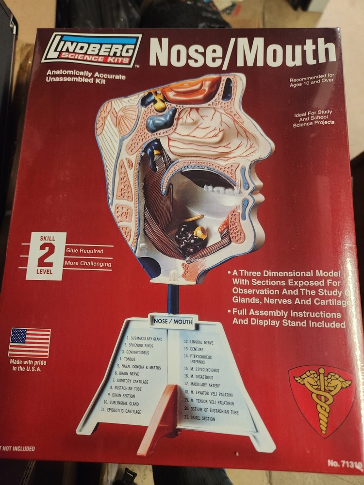 Nose And Mouth Model