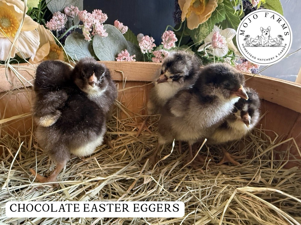 Chocolate, Mauve, Blue, and Black Easter Egger Hatching Eggs NPIP Certified