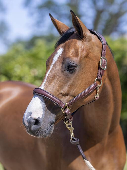 LeMieux Anatomic Headcollar - Brown